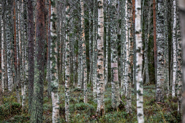 Rovaniemi, FInland A forest of birch and pine in the autumn.
