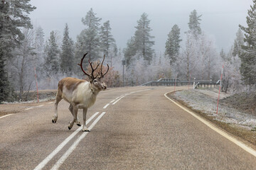 Lampivaara, Finland A large male reindeer with horns galloping on a wintery road. © Alexander