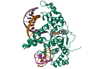 Flap endonuclease 1 (FEN1) D233N with cleaved product fragment. 3D cartoon model, PDB 5k97