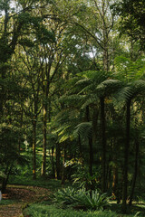 Large tall ferns and trees in the forest