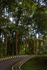 A road along tall and large trees in a forest park