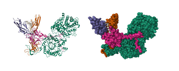 Cryo-EM structure of FGF23(pink)-FGFR3c-aKlotho(green)-HS quaternary complex. 3D cartoon and Gaussian surface models, chain id color scheme, PDB 7t3a