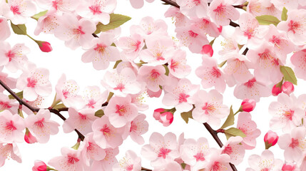 Pink cherry blossoms on sakura tree branches pattern on white background