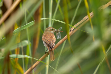Lanius nubicus eat dragonfly