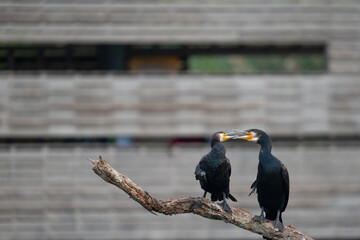 cormorant perched on a branch