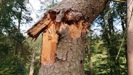 Bruchstelle einer maroden Kiefer