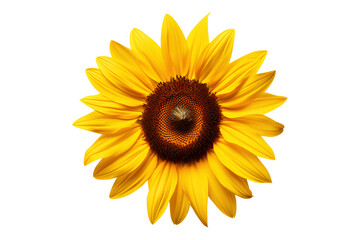 Fototapeta premium Yellow and brown sunflower isolated on a transparent background, Generative AI