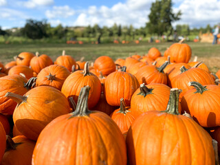 Pumpkins stalks in the field during harvest time in fall. Halloween preparation, American Farm
