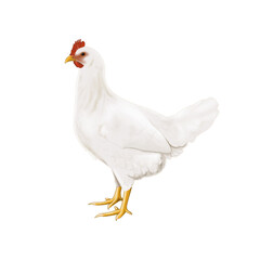 White chicken illustration isolated on transparent background