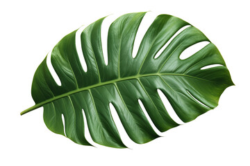 Single Monstera leaf closeup isolated on transparent background PNG