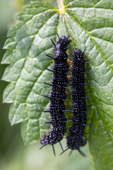 black caterpillars on a green leaf