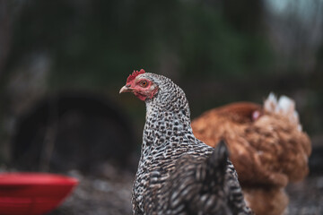 Portrait d'une poule à la campagne