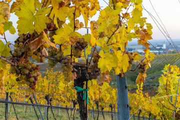 Obraz premium autumnal vineyard with Unterretzbach village, Lower Austria, Austria