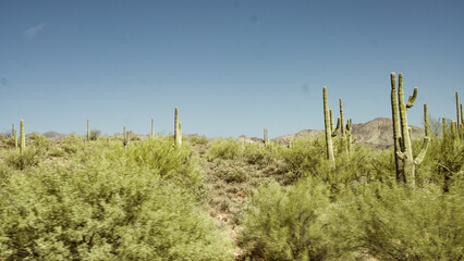 Fototapeta na wymiar cactus in arizona desert