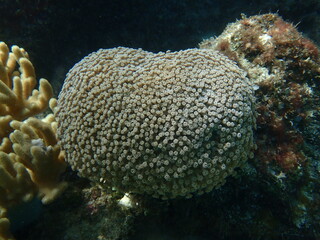 岩場に生えた白っぽいサンゴの仲間