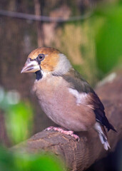 Hawfinch (Coccothraustes coccothraustes) in its Natural Habitat