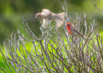House Finch (Haemorhous mexicanus) in Its Natural Habitat
