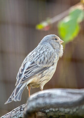 Island Canary (Serinus canaria) in its Native Habitat
