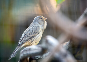 Island Canary (Serinus canaria) in its Native Habitat