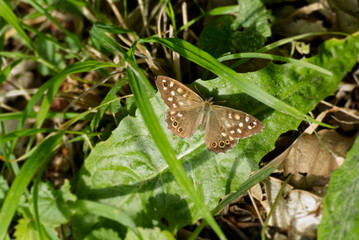 Speckled Wood Butterfly (Pararge aegeria) sitting on a green leaf in Zurich, Switzerland