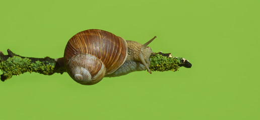 a snail on a branch. a gastropod with a shell. snail cosmetics, mucin, slug. background for the design.