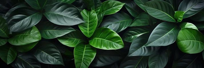 Foto op Canvas banner dark Bali style template green background, exotic tropical wall with green leaves , abstract dark floral pattern green lianas interweavings, monstera. © Jim1786