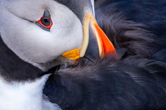 Atlantic puffin bird with red beak