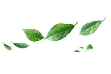 Flying green leaves in the air isolated on transparent background cutout PNG - obrazy, fototapety, plakaty