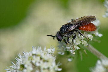 Cylindromyia bicolor - Diptére