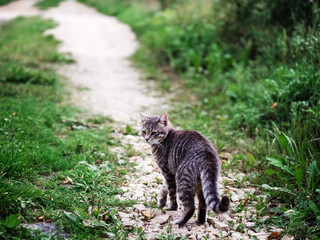 Cute grey fur color tabby cat walking on a small country road by green field. Rural, country side life. Selective focus.