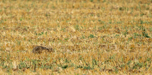 portrait d'un Lièvre couché dans un champ un soir d'été © Fredstock51