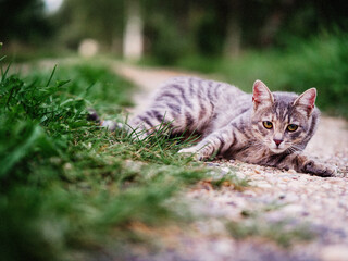 Naklejka na ściany i meble Relaxed grey fur color tabby cat laying on a grass. Country side life.