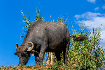 Obraz premium dairy buffalo cow on grass pasture. Minas Gerais, Brazil