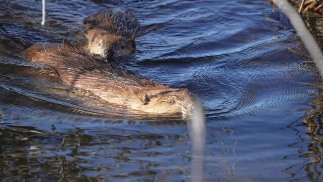 Adult beaver with young following it as it dives underwater in the Wyoming wilderness.