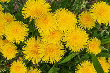 Yellow dandelions close-up on green grass