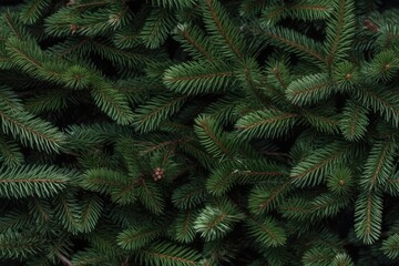 Beautiful seamless pattern with fir tree branches, coniferous forest endless texture. Evergreen nature background. Christmas or new year backdrop.