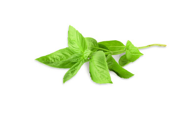 fresh green basil leaves herb spice, cutout design element with transparent shadow on  PNG Food transparent background 
 - obrazy, fototapety, plakaty