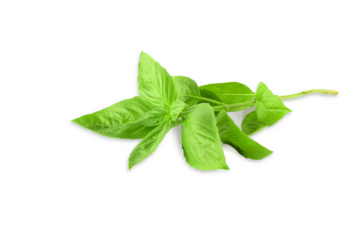 fresh green basil leaves herb spice, cutout design element with transparent shadow on  PNG Food transparent background 
