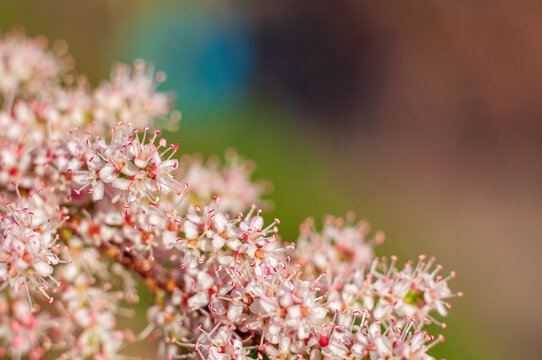 Magical Tamarix flowers, light and delicate like pink clouds. Spring flowering tree, selective focus