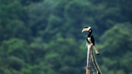 The Malabar pied hornbill, also known as lesser pied hornbill, is a bird in the hornbill family © faisalmagnet