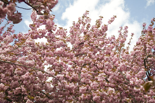 Cherry blossoms in New York City