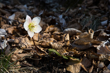 “Helleborus” or “winter rose”
Winter flower named “Helleborus” or “winter rose” hat grows spontaneously in the woods.