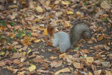 wild squirrel eat nut, yellow leaves.