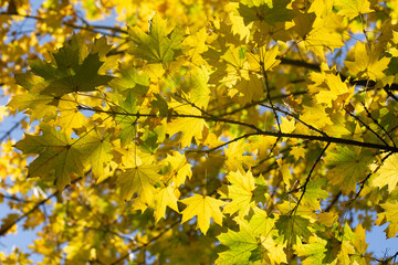 Obraz premium tree branches with yellow leaves and blue sky,maple,