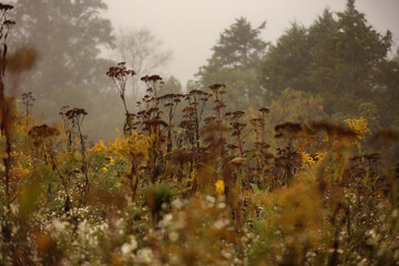 Obraz na płótnie Canvas autumn in the forest