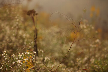 grass in the morning