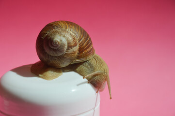 snail on a jar for cream. a gastropod with a shell. snail cosmetics, mucin, slug. background for the design. © Alena Mostovich