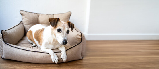 Cute dog with big eyes looking at camera lying down on dog bed sofa. Daylight resting on...