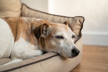 Adorable close up dog face sleeping on bed. Relaxing dog having nap. Napping elderly dog gray muzzle Jack Russell terrier on comfortable dog sofa. Taking time to recover