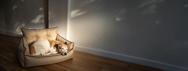 Adorable relaxed elderly dog Jack Russell terrier sleeping on the sofa in the sunbeam in Livingroom indoors. Long horizontal banner. cozy comfortable calm atmosphere of a clean home with pet - obrazy, fototapety, plakaty